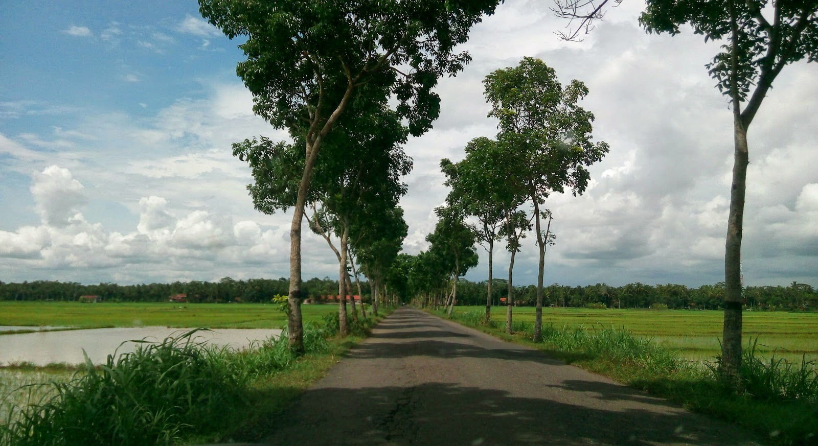 Jalanan Asri Lenggang Jalur Pantura Ala Urang Indah Jawa Tengah